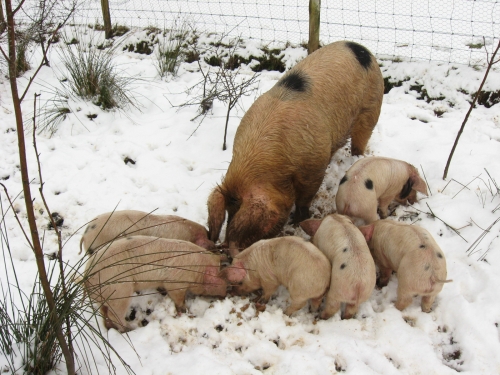 Gloucestershire Old Spots im Schnee